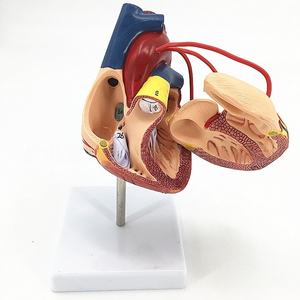 Modèle d'anatomie du cœur humain 1:1 grandeur nature Matériau en PVC pour l'enseignement et la formation en chirurgie de pontage coronarien en sciences médicales - Product Image 2