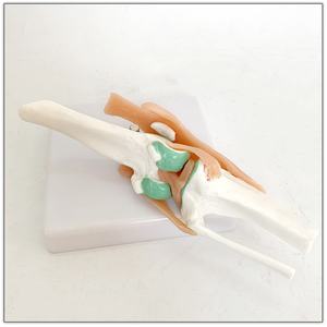 Modelo de Hueso y Ligamento Canino de Tamaño Real para Enseñanza Veterinaria en Escuelas y Hospitales - Product Image 6