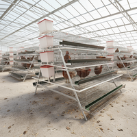 Cage à poulets de type A en acier galvanisé pour élevage de poules pondeuses - Meilleures ventes