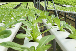 Système hydroponique d'aquaponie verticale NFT intelligent d'intérieur de JIapei dans Superfarm - Product Image 6