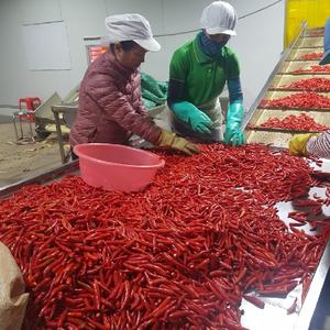 Fabricante-Exportación a granel de Chile rojo orgánico Pimienta fresca Producto Agrícola Natural Uso alimenticio Verduras frescas - Product Image 3