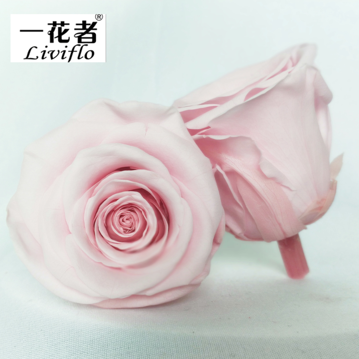 Rose pâle