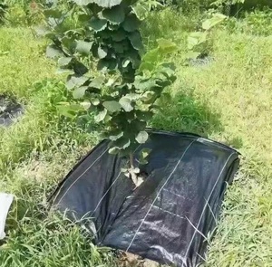 Usine bas prix tissé contrôle des mauvaises herbes tissu plastique paillage papier agriculture ou <span class=keywords><strong>jardin</strong></span> - Product Image 5