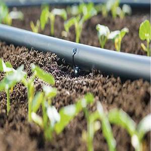 Free Design Cocoa Tree <strong>Irrigation</strong> Kit Center Pivot <strong>Irrigation</strong> System 1000m <strong>Drip</strong> <strong>Irrigation</strong> Kit for Garden - Product Image 2
