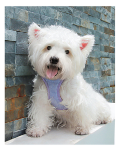 <strong>Cat</strong> Dog <strong>Harness</strong> Adjustable Vest Walking Lead Leash for Puppy Designer Dogs Collar Polyester Mesh <strong>Harness</strong> for Small Medium Dog - Product Image 5