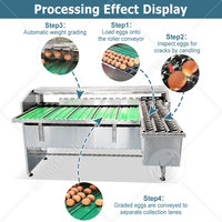 Línea de Procesamiento y Clasificación de Huevos con Inspección Automática de Luz ORME, Precio de la Máquina Clasificadora de Huevos