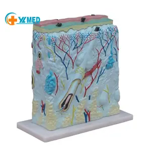 Medical teaching equipment Advanced material medical supplies expanded skin anatomy model with good price