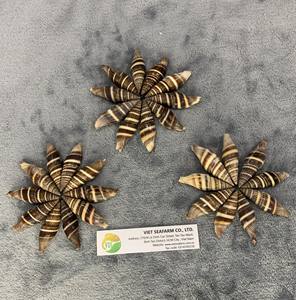 ถุงมือเปลือกหอยจากเวียดนาม - Product Image 5