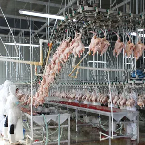 Qingdao Raniche Usine de traitement des pieds Abattoirs Equipement de boucherie Cueillette de poulet à vendre