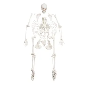 Esqueleto desarticulado <span class=keywords><strong>humano</strong></span> de CBM-001G, modelo de cuerpo completo, esqueleto médico anómico - Product Image 1