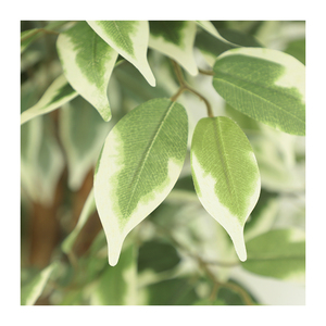 Arbre ficus artificiel en plastique à vente chaude avec des bords blancs, plante de haute qualité, décorations pour la maison - Product Image 3