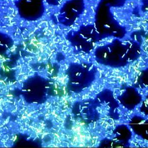 <span class=keywords><strong>Microscope</strong></span> biologique fluorescent trinoculaire à condensateur Abbe NA1.25 LED BS-2030FT BestScoep - Product Image 3