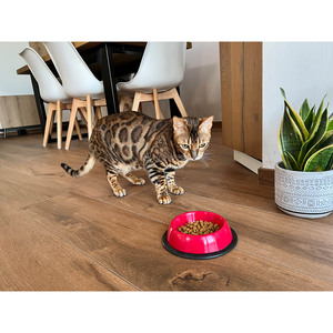 Bebedero para Mascotas Ecológico Hecho en Italia, Plástico Seguro, Portátil, con Forma de Botella, para Uso en Exteriores - Product Image 1
