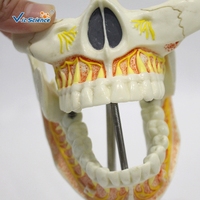 Modelo Anatómico de Dientes Permanentes de 2 Partes, Mandíbula Superior e Inferior Desmontable de PVC para Enseñanza Dental, CE ISO ROHS CNAS