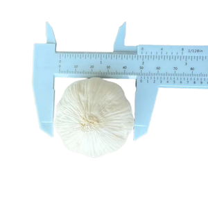 <span class=keywords><strong>Ajo</strong></span> fresco al por mayor libre de pesticidas buena calidad mejor precio Ail <span class=keywords><strong>Ajo</strong></span> Fresco Bawang Putih Popular en el mercado de Brasil - Product Image 4