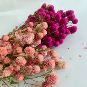 优质天然新鲜树叶保存干燥地球苋花gomphrena gomphrena globosa