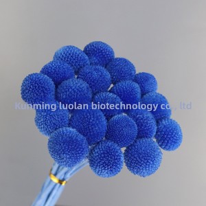 Fiori Preservati, Palline Dorate, Materiali Naturali per Decorazioni Floreali Fai-da-Te, Accessori, Vendita all'Ingrosso dalla Fabbrica Cinese - Product Image 3