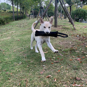 Jouet de remorquage de morsure de chien jouet à tirer bleu durable avec 2 poignées douces et solides oreiller de morsure en nylon résistant pour les chiens de petite à moyenne taille - Product Image 3