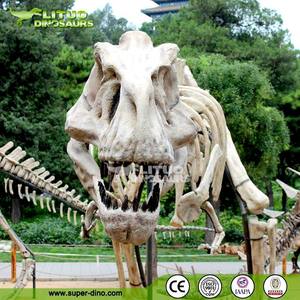 Musée des sciences naturelles Modèle <span class=keywords><strong>de</strong></span> <span class=keywords><strong>squelette</strong></span> <span class=keywords><strong>de</strong></span> <span class=keywords><strong>dinosaure</strong></span> réel grandeur nature - Product Image 5