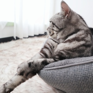Petopia Luxury &amp; Modern Solid Pattern Calming <strong>Bed</strong> for Pets Wholesale Washable Plush Cushion Cozy &amp; Other <strong>Cheap</strong> Dog <strong>Cat</strong> <strong>Beds</strong> - Product Image 3