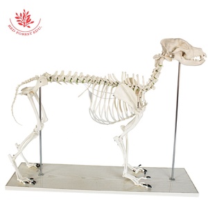 Modelo de <span class=keywords><strong>Esqueleto</strong></span> de Lobo, Modelo Anatómico Canino, para Estudio Veterinario y Anatomía <span class=keywords><strong>Animal</strong></span> - Product Image 3