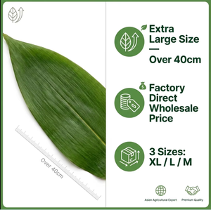 <span class=keywords><strong>Feuilles</strong></span> <span class=keywords><strong>de</strong></span> <span class=keywords><strong>bambou</strong></span> <span class=keywords><strong>séchées</strong></span> naturelles pour Zongzi - Qualité alimentaire et <span class=keywords><strong>feuilles</strong></span> <span class=keywords><strong>de</strong></span> <span class=keywords><strong>bambou</strong></span> professionnelles pour riz collant - Vente en gros - Product Image 4