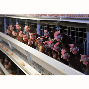 อุปกรณ์สำหรับสัตว์ปีกในเชิงพาณิชย์สายการวิ่งที่ราบรื่นประเภท H ของการวางไก่สุ่มในการขาย - Product Image 1