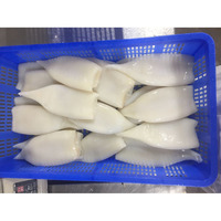 Calamars entiers surgelés U5 U7 U10 IQF sans peau, glacés, 80-100%, approvisionnement en vrac, fruits de mer de qualité supérieure