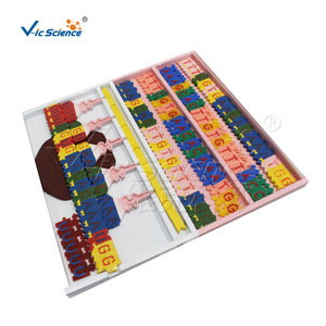 Modelo de Estructura y Replicación del ADN de Vic Science and Education: Un Material Didáctico de Demostración para Genética Biológica - Product Image 5