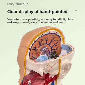 Modèle d'anatomie du torse masculin et féminin en PVC de 55cm avec 21 pièces détachables modèle d'organes internes d'organes humains d'éducation de la petite <span class=keywords><strong>enfance</strong></span> - Product Image 3