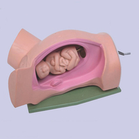 Simulador de entrenamiento para el parto, modelo de embarazo para la enseñanza, visualización de estudio