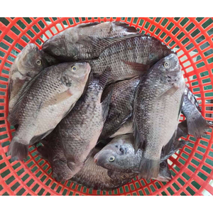 Pescado Tilapia Entero <span class=keywords><strong>Congelado</strong></span> IQF al por Mayor, 300-800g, Proveedor Chino para el Mercado Africano - Product Image 5
