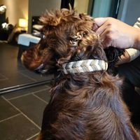 Collier pour chien tressé artisanal de qualité supérieure, design élégant, collier recouvert de PVC pour chiots