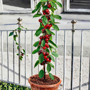 Arbre <span class=keywords><strong>fruitier</strong></span> colonnaire durable Cerise - Hauteur 80/100 cm - Pour pots et plantation au sol - Pour balcons, terrasses, petits jardins - Product Image 3