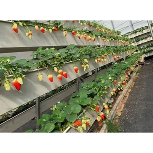 딸기 수경 재배 시스템 온실 수경 재배 시스템을위한 거터 성장