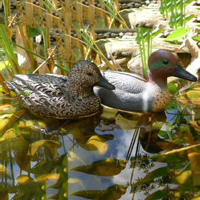 Décoy de chasse portable en EVA ultra-réaliste pour canard colvert, flottant, attirant les oiseaux aquatiques, résistant aux intempéries et aux UV, équipement pour zones humides