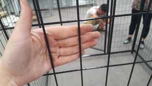 Chenil d'extérieur pour grand chien, Cage de clôture pour chien robuste, étanche 8X4X6 pieds, plateau en plastique noir pour Animal de compagnie, Cage Push-up - Product Image 6