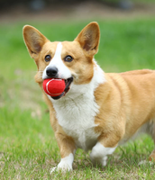 Jouets à mâcher interactifs pour chien en caoutchouc de couleur personnalisée, balle de tennis pour l'entraînement, jouet pour chien durable, balle de tennis pour le sport canin, jouets à mâcher