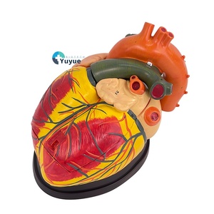 5X ingrandito PVC anatomico cuore modello con ventricoli scienza medica formazione e strumento di simulazione - Product Image 1