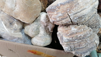 Hongos Agarikon Lariciformes Officinalis Crudos Secos al por Mayor