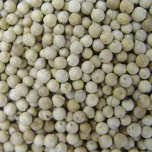 VIETNAMESE 630GL WHITE PEPPER NEW CROP DOUBLE WASHED WHOLESALE HIGH QUALITY BEST PRICE BRC FACTORY TOP 3 SUPPLIER HANFIMEX GROUP