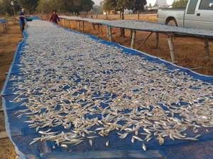 Filet d'écran tissé bleu <span class=keywords><strong>de</strong></span> maille d'écran bleu pour la <span class=keywords><strong>serre</strong></span> d'agriculture <span class=keywords><strong>de</strong></span> <span class=keywords><strong>jardin</strong></span> - Product Image 3