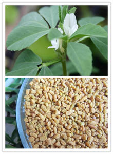 Fsstエキス粉末Fsst食品グレード50% フェヌグリーク種子エキスサポニン粉末 - Product Image 6