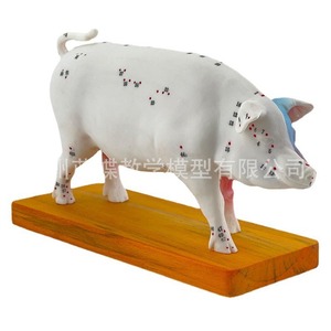 Modèle de points d'acupuncture porcins, modèle d'anatomie porcine, modèle vétérinaire, modèle animal, modèle de cochon blanc de grande taille - Product Image 5