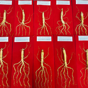 Premium Bütün Kurutulmuş <span class=keywords><strong>Ginseng</strong></span> Kökü 10g, 40cm Ahşap Hediye Kutusunda, Changbai Dağı Bitkisel Hammaddesi OEM - Product Image 2
