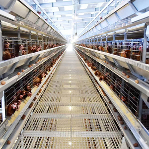 Équipement d'élevage de volaille automatique de nouvelle condition pour l'élevage et l'élevage de poulets - Product Image 1