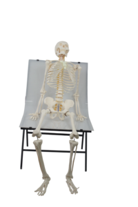 Modelo de <span class=keywords><strong>Esqueleto</strong></span> <span class=keywords><strong>Humano</strong></span> de PVC Avanzado de 180 cm con Músculos y Ligamentos, Maniquí de Anatomía para Entrenamiento Escolar - Product Image 6