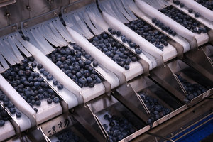 Máquina clasificadora de frutas <span class=keywords><strong>electronica</strong></span> para báscula de embalaje de arándanos con caja de plástico de VSEE Company - Product Image 2