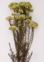 Vente en gros de bouquet de fleurs séchées pour décoration DIY, bouquet de fleurs de riz millet préservé et coloré pour la maison