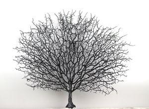 Qslh V988 Artificiale Asciutto Ramo di Un Albero Bianco Naturale Ramo di Corallo per La Decorazione - Product Image 5